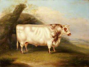 'Harlsonia' (Shorthorn Bull)
