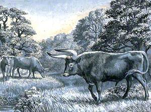 Dioramas of Pleistocene, 'Bos primigenius' (Wild Cattle)