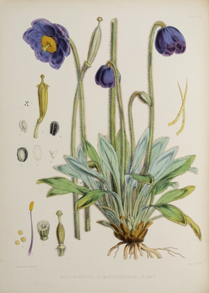 Meconopsis Simplicifolia