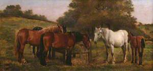 Group of Horses and a Foal