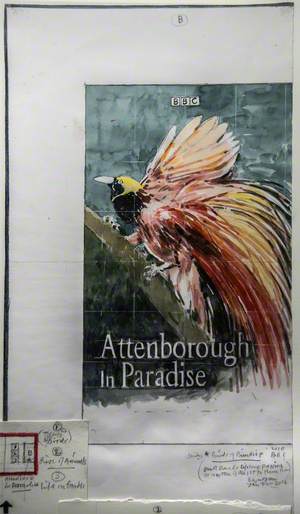 Study – David Attenborough, 'Birds of Paradise'