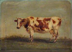 Roan Shorthorn Cow