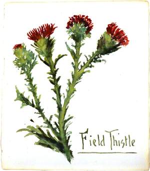 Field Thistle