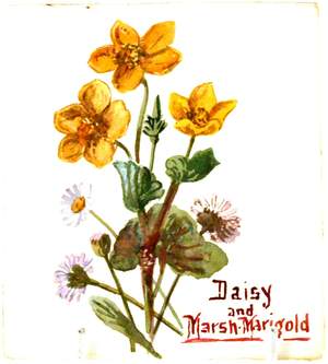 Daisy and Marsh Marigold