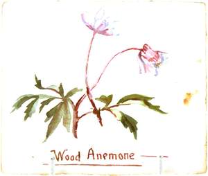 Wood Anemone