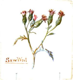 Saw-Wort