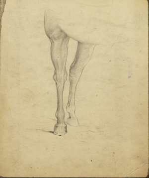 Hind Legs of a Horse