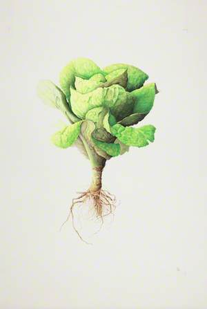 Lactuca sativa (Lettuce), 'Little Gem'