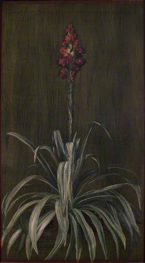 Australian Spear Lily