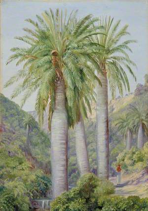 Chilian Palms in the Valley of Salto