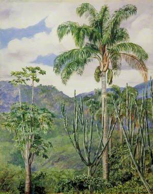 View in Brazil near Ouro Preto, with Oil Palms