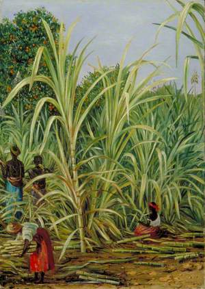 Harvesting the Sugar-Cane in Minas Geraes, Brazil