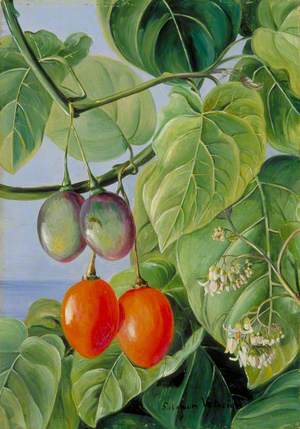 Foliage, Flowers and Fruit of the False Tomato, Painted in Brazil
