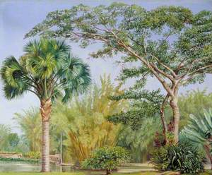 Palm, Bamboos and India-Rubber Trees in the Botanic Garden, Rio