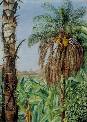 Cocoera Palms and Bananas, Morro Velho, Brazil