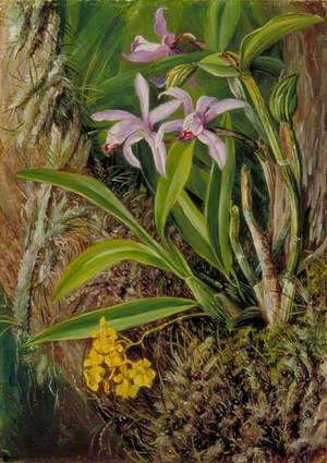 Brazilian Orchids and Other Epiphytes