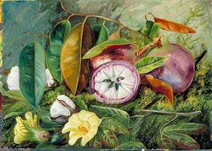 Foliage, Flowers and Seed-Vessels of Cotton and Fruit of Star Apple, Jamaica