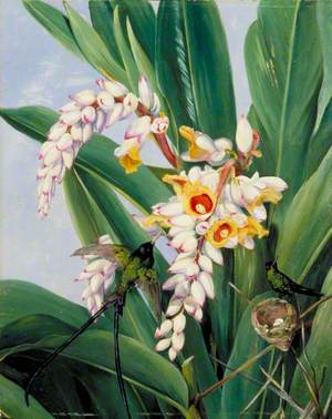 Foliage and Flowers of Alpinia nutans, and a Pair of Doctor Humming Birds, Jamaica