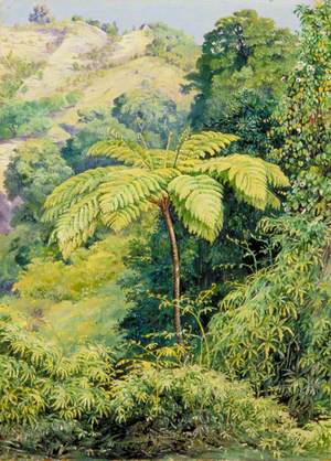 Tree Fern and 'Whish-Whish' in the Punch Bowl Valley, Jamaica