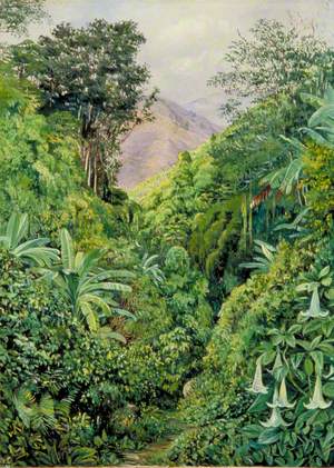 Valley behind the Artist's House at Gordontown, Jamaica