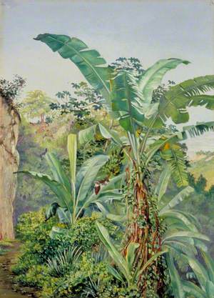 Study of Banana and Trumpet Tree, Jamaica