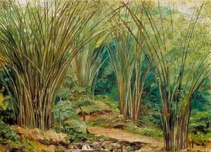 Valley of Bamboos near Bath, Jamaica
