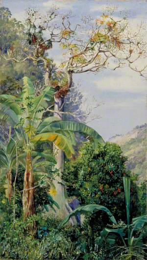 Great Cotton Tree, Jamaica
