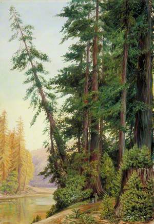 View in a Redwood Forest, California