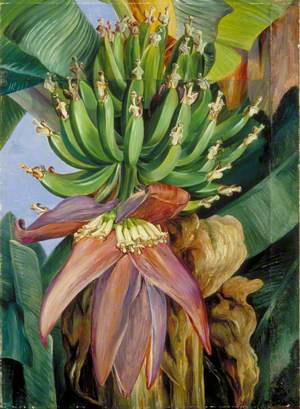 Flowers and Young Fruit of the Chinese Banana