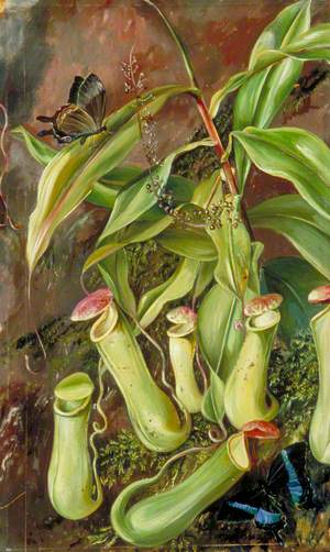 Ceylon Pitcher Plant and Butterflies