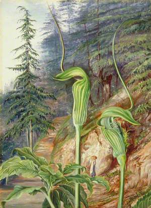 The Cobra Plant under Deodars, at Simla, India