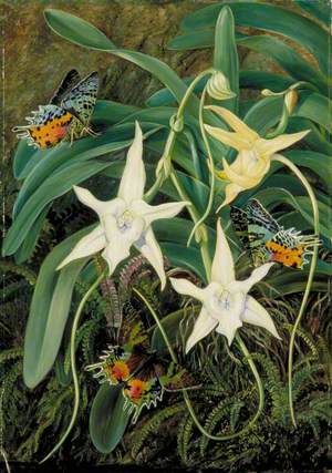 Angraecum and Urania Moth of Madagascar