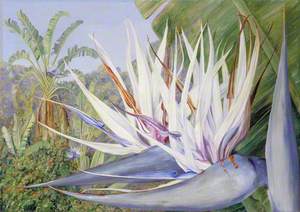 Strelitzia augusta at St John's, Kaffraria