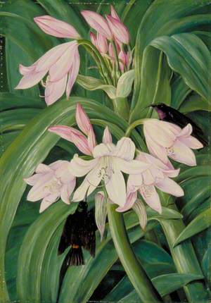 Crinum moorei and Honeysuckers, Bashi River, South Africa