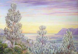 View from the Steps of Table Mountain through a Wood of Silver Trees