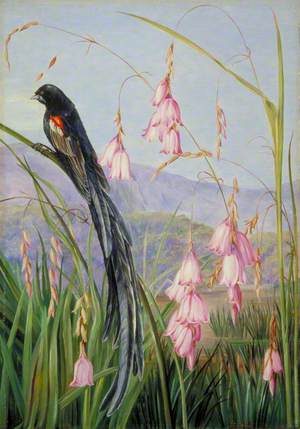 Pendulous Sparaxis and Long-Tailed Finch in Van Staaden's Kloof