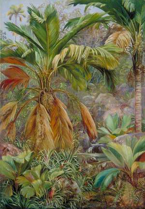 Wild Pine Apples and Stevensonia, and Other Palms, Praslin