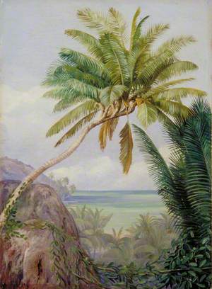 The Six-Headed Cocoanut Palm of Mahé, Seychelles