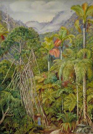 Screw-Pines, Palms and Ferns from the Path near Venn's Town, Mahé