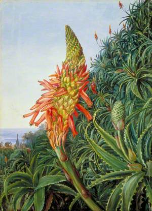 Common Aloe in Flower, Teneriffe