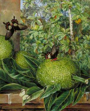 The Breadfruit, Painted at Singapore