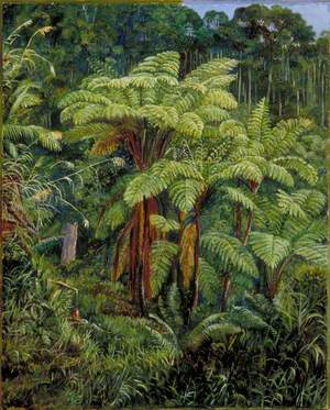 Group of Tree Ferns around the Spring at Matang, Sarawak, Borneo