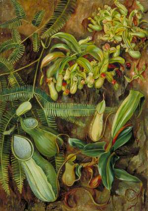 Pitcher Plants with Fern behind, Sarawak, Borneo