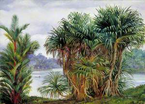 A Clump of Screw Pine and Palm with a Glimpse of the River, Sarawak, Borneo