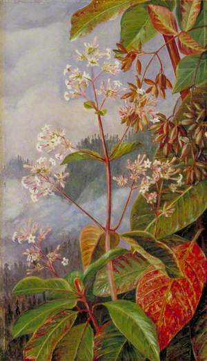 Foliage, Flowers and Seed-Vessels of a Peruvian Bark Tree