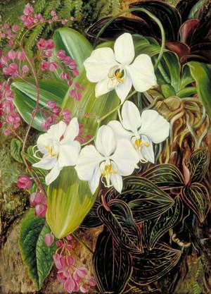 Malayan Moth Orchid and an American Climber