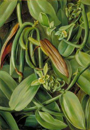 Foliage, Flowers and Fruit of Vanilla albida