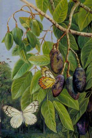 Foliage and Fruit of the Kenari and Butterfly, Java