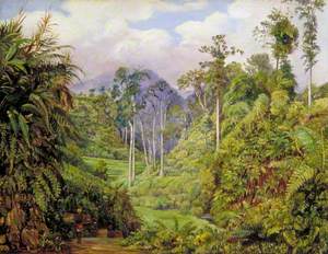 A Clearing in the Forest of Tji Boddas, Java, with Bank of Tree Ferns