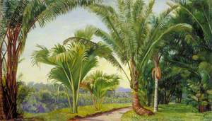 Palms in the Botanic Garden, Buitenzorg, Java